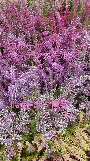 寄せ植えにオススメ！🌠北海道から北斗園芸さんのカルーナガーデンガールズ！🌠#shorts #ガーデニング #趣味の園芸 #寄せ植え#プランツギャザリング#フラワーブーケPLANT