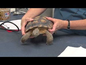 Desert Tortoise Health Check