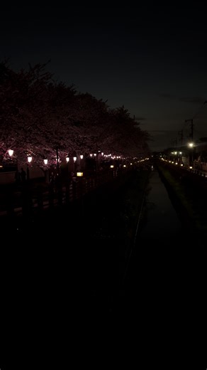 市川真間川桜まつりで夜桜を楽しもう