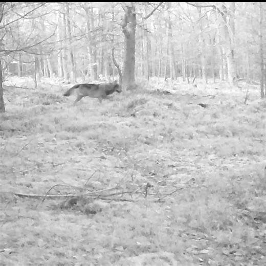 Weihnachtswölfe 🐺 Denver WCT 8016 in Nord Brandenburg | Berko Nowitzki