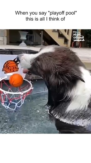 58K views · 597 reactions | Make it splash!  #Dogs #Basketball | The Pet Collective | Facebook