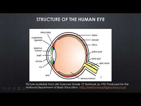 LIFE SCIENCES: HUMAN EYE GRADE 12