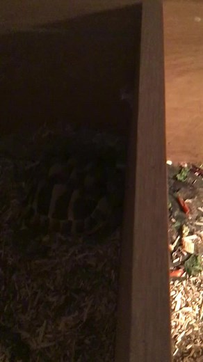 Tortoise Care Tips for Indoor Enclosures