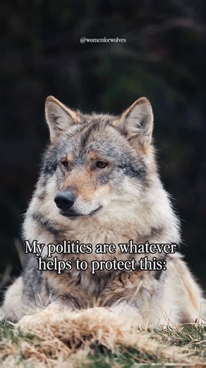 Women for Wolves on Instagram: "Today marks the 52nd anniversary of the Endangered Species Act: one of the most effective conservation laws in U.S. history. On December 28, 1973, the ESA was signed into law to prevent extinction, protect ecosystems, and remind us of something fundamental: protecting wildlife is not a partisan issue. It never has been. Wolves. Eagles. Whales. Turtles. Condors. These species don’t belong to one political party: they belong to the land, the water, and the future ju