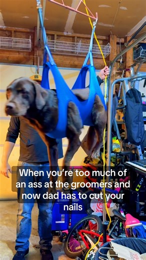 He got kicked out of the groomer's office #DogLife #Difficult #SoRelatable