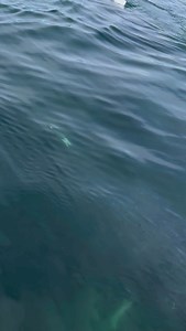 92 reactions · 16 comments | Tell us about your whale watching tour!...