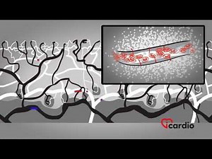 Oxygenation of the heart