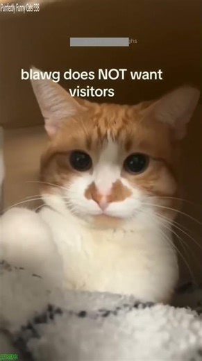 Cute Animals 😸 Will Cheer you Up 😅 # Part 6324