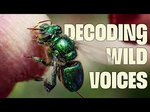 Talking Without Words: How Animals Share Secrets and Warnings | FULL DOCUMENTARY | Wildest Survival