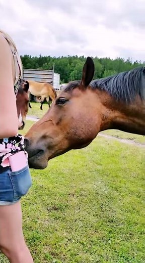 Horses licking on girl