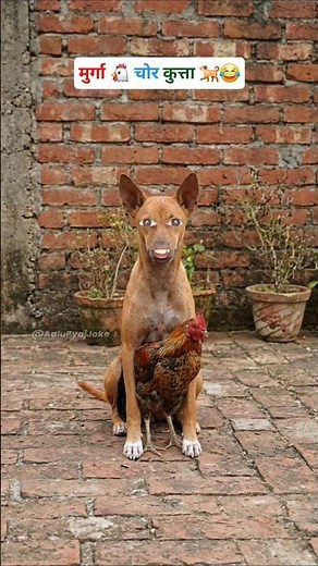 Doggy ne kiya Murga churi 😂 #funny #thetharpuns #aalupyajjoke #comedy #dog