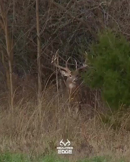 Le roi sort de la forest! 🦌 #quebec_hunter Video 📹 credit : @realtreeoutdoors @huntingloyal #moosehunter #orignal #moose #chevreuil #deerseason #hunt #chasseur #quebeccity #quebec #instachasse #fishingquebec #fishingislife #meateater #offroad #inspiration #bowseason #gun #meatlover #fur #wildgamecooking #trailcam