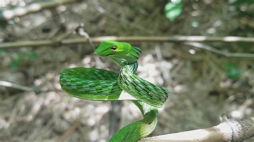 Snake strikes face | Venomous encounter