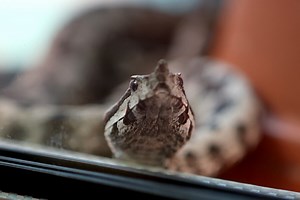 Stiže ljeto, sve je više zmija u prirodi. Kod nas obitava 15 vrsta, evo koje su otrovne