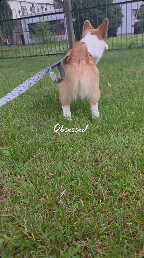 Puppy obsessed!! LOOK AT THAT TAIL! #corgi #dogshorts #puppy #pets