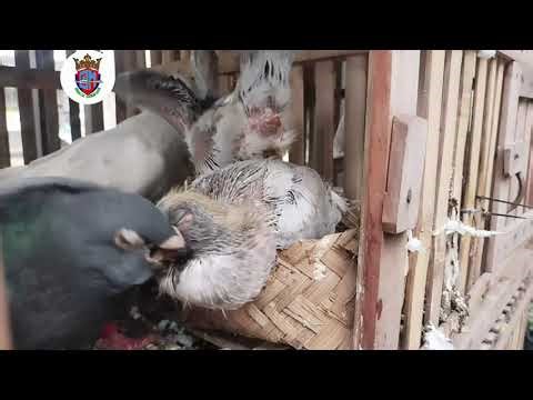 Ternak Aneka Jenis Burung Merpati