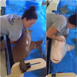 Shark training is incredibly important for both the safety of the animal and their caretakers. Handling our sharks allows us to feel confident when we need to do any sort of medical exams. Come by and learn more from out biologists and sign up for Big Shark Bay today! #aquariumencounters #sharks #swayzeethenurseshark Erin Elliott | Florida Keys Aquarium Encounters