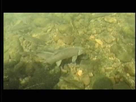 Native Fish Species of Arizona