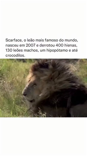 @leonardo_resolve on Instagram: "Scarface, nascido em 2007, foi um dos leões mais icônicos da Reserva Nacional de Maasai Mara, no Quênia. Seu nome veio da cicatriz marcante sobre seu olho direito, adquirida durante uma de suas muitas batalhas. Ao longo de sua vida, ele construiu uma reputação lendária, sendo responsável por derrotar cerca de 400 hienas, 130 leões machos e até mesmo um hipopótamo adulto em um confronto solitário — algo extremamente raro. Além disso, ele foi visto expulsando croco