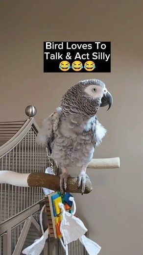 199K views · 6.8K reactions | Bird Talking And Being Silly  #birds #animals #pet #funny #funnyanimals #fyp #parrot #fun #facebookreels | cosmothefunnyparrot | Facebook