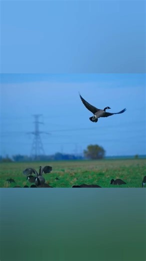 Эпичная охота на гуся | Точный выстрел и адреналин в дикой природе!#охота #охотанагуся #гусь #охота