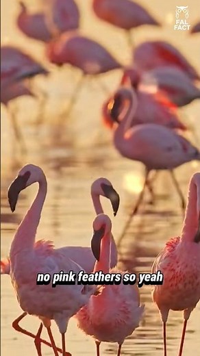 🦩 Why Flamingos Turn Pink—The Real Reason!