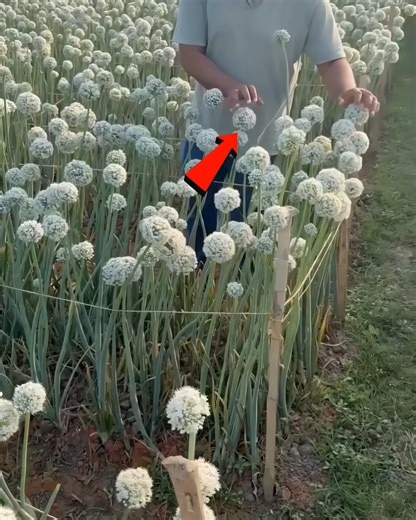Why are farmers touching onion flowers with their hands? Find out the reason.