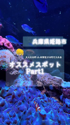 兵庫県姫路市オススメスポット🐟 姫路水族館🐟 値段も安くて良い所やった〜😌 #兵庫県#兵庫#hyogo #関西#水族館#姫路水族館#姫路観光#兵庫旅行 #兵庫オススメスポット#fyc #オススメ
