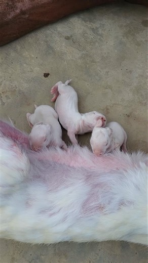 Rabbits Feeding mother
