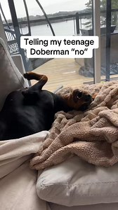 The drama 😭 #doberman #dogs #dogslife #doggo #dog #doggy #doggle #dogsofinstagram #dogreels | The Dobie Team