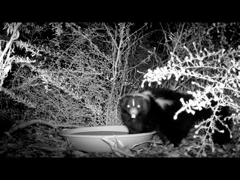 Thirsty Skunk Drinking Water (and Being Adorable!)