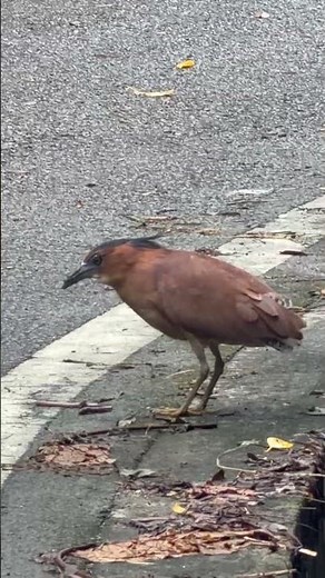 道路沿いで大きなミミズを捕獲して食べる！！ズグロミゾゴイ。