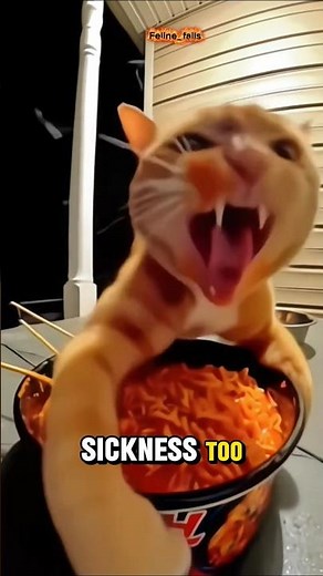 These Cats Took 'Spin Class' Too Seriously #FunnyCats #SpinningCats #FelineFails #PetComedy #CatTok