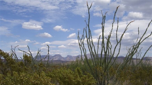 Large Possum That Lived Around 60 Million Years Ago Unearthed in Big Bend National Park