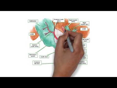 Cystohepatic triangle(calot's triangle)