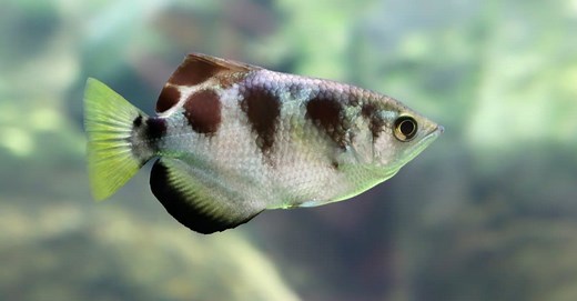 Archerfish