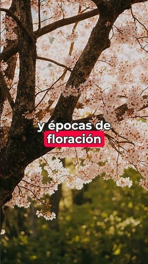 Cerezos en flor
