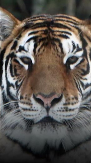 Ovo je jedina životinja na svetu koja lovi medvede