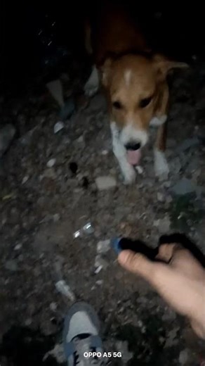 #handcheck_dog#goviral amezing 😚😊🫡