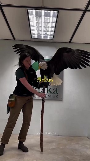 Eagles: Understanding Their Lifespan of Up to 70 Years