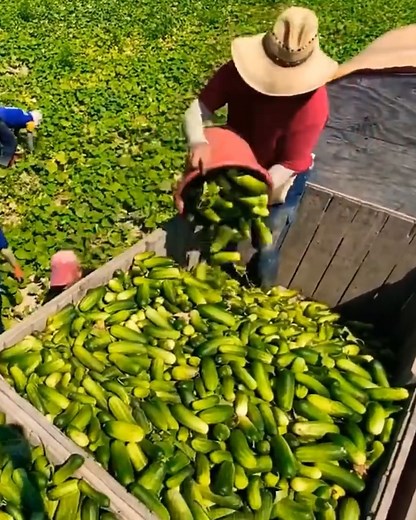 Let's see how harvesting fruits and vegetables goes! | MetDaan DIY