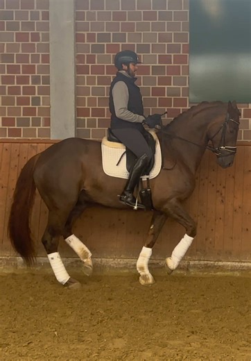 Zebedee Gelding Fun Ride with Zoom | Equestrian Dressage Highlights