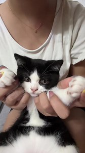 めっちゃ可愛い！cocoの超かわいい猫動画