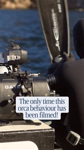 A very special moment in Dad’s career! This is a snippet of our @paditv video from years ago. I just posted the full video on our YouTube, check it out! | Young Ocean Explorers