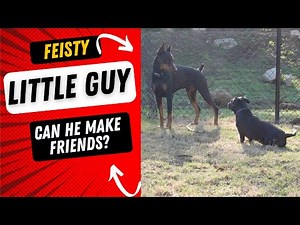 How to meet other dogs on leash