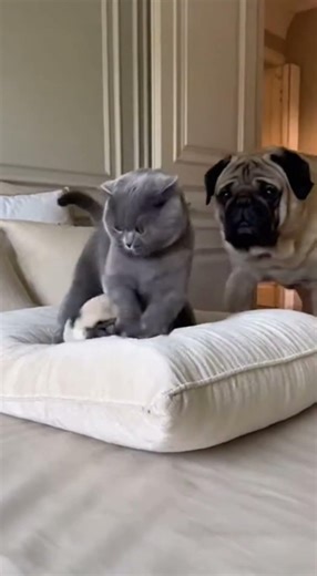 Scottish Fold Bullies a Pug Puppy Until Her Giant Mom Walks In