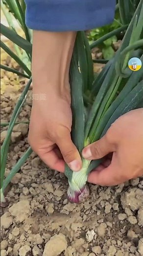 巨大玉ねぎを育てる農家のマル秘テクニック |興味深い知識