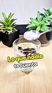 41K views · 708 reactions | Elimina el dolor de muela. #remedios #salud #SabiasQue #remediosnaturales #fblifestyle | Vida Sana y Casera | Facebook