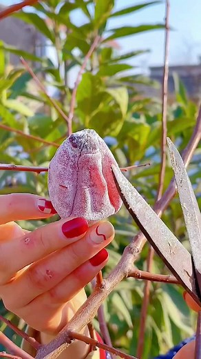 How to Cut a Persimmon with Style