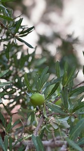 4.9K views · 47 reactions | Come to learn about how Argan Oil is...